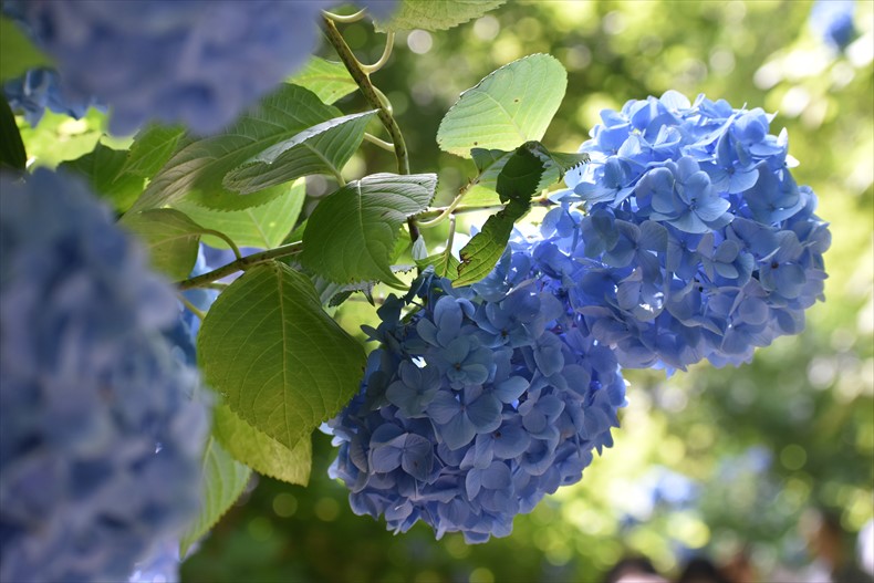 明月院ブルーの紫陽花