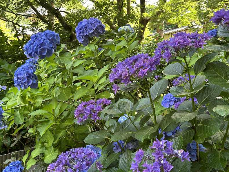 明月院の紫陽花