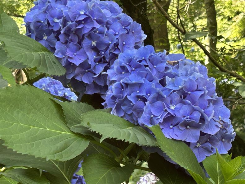 明月院ブルーの紫陽花