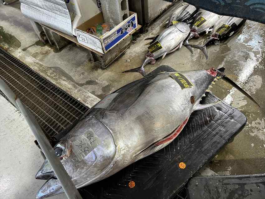 泊ゆいまち市場本マグロ奥はキハダマグロ? 2026/03/05撮影