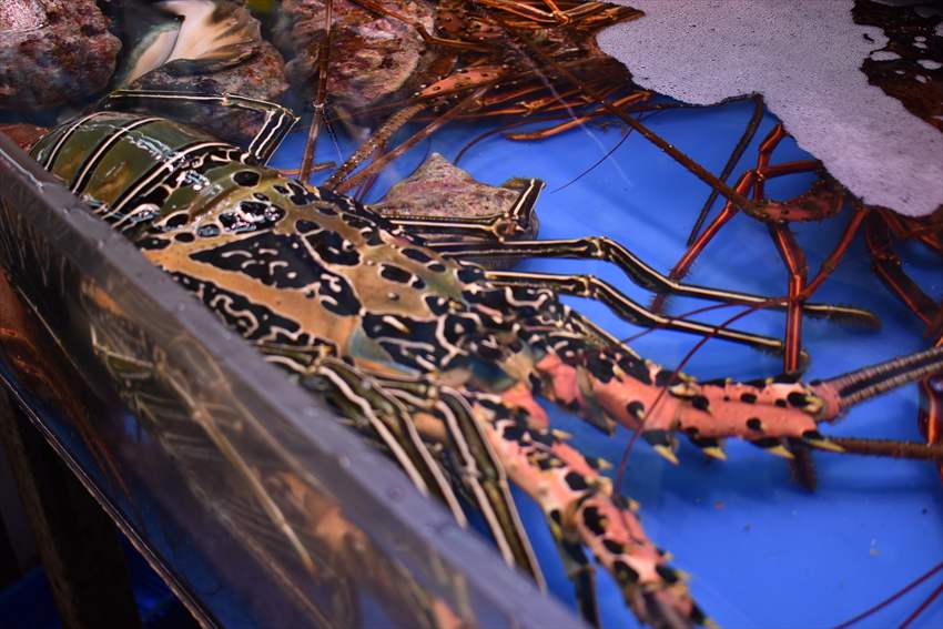 泊ゆいまち 大きな伊勢海老