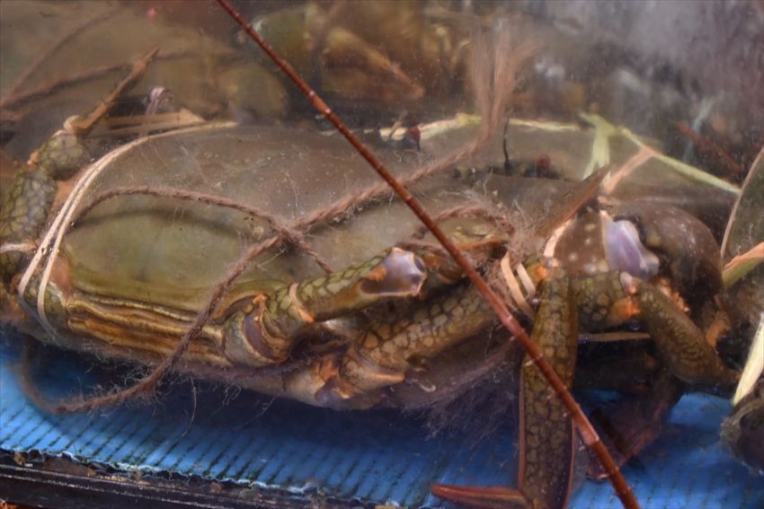 泊ゆいまち市場ワタリガニ