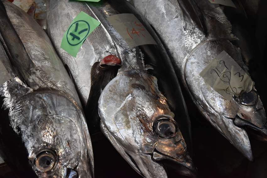 泊ゆいまち市場まぐろ