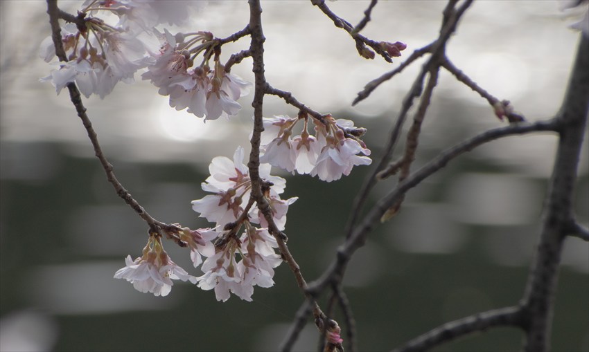 乾通り一般公 予約