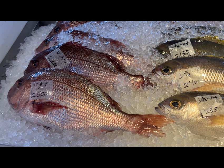 泊いゆまち 沖縄県ではシマアオダイをシルシチューマチと呼ぶ。左は真鯛2026-03-05撮影