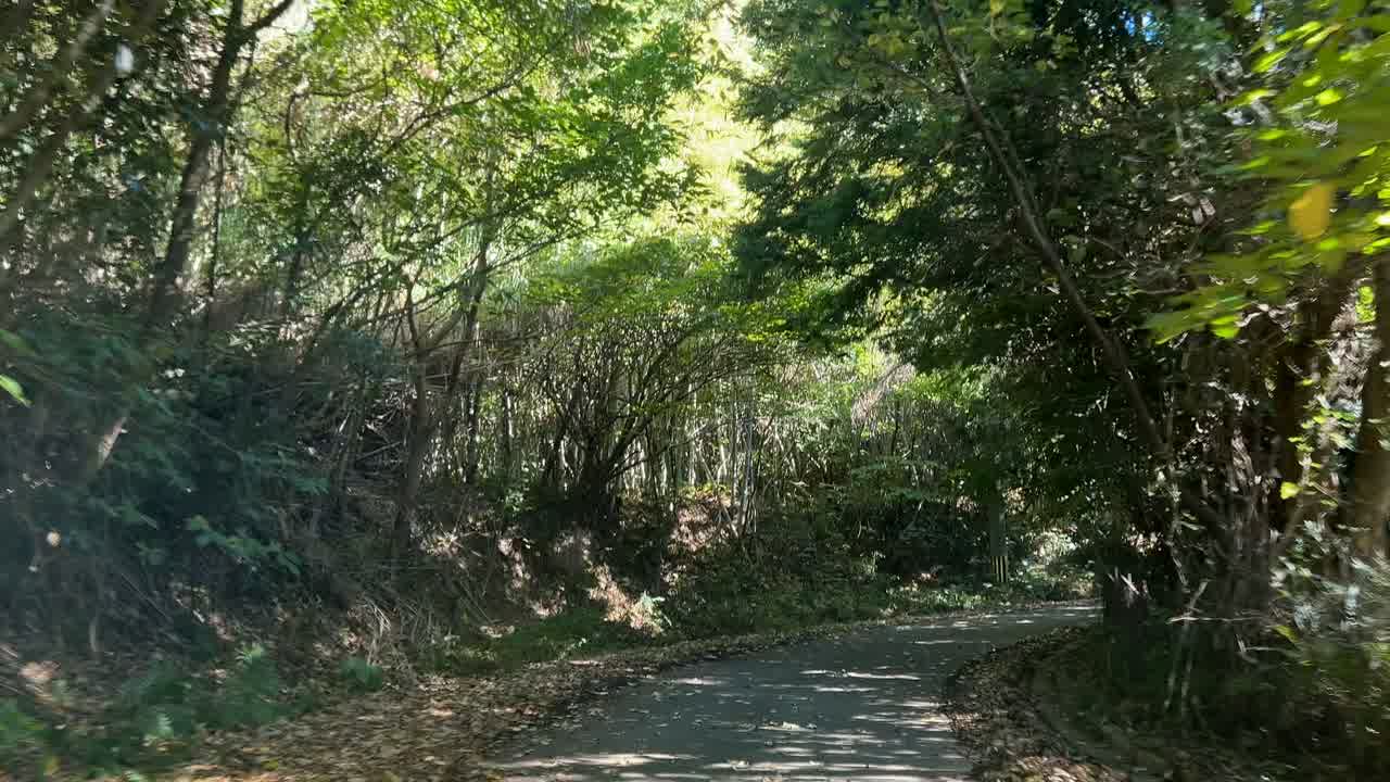 くじら浜へ向かう林の中を通る道幅の狭い舗装路
